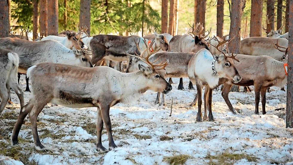 Foto: Britta Stenberg.