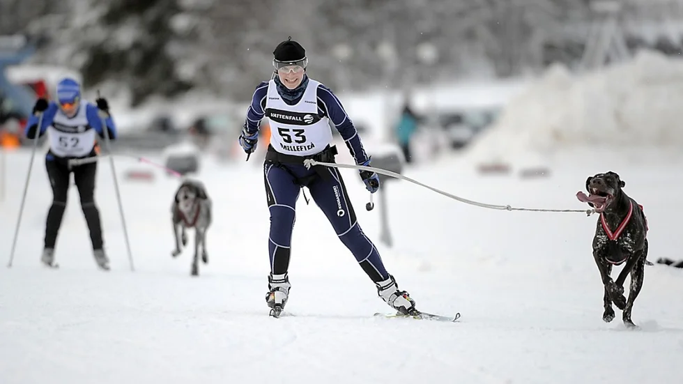 Foto: Ulf Johansson Jaana Tengman och Lynx.