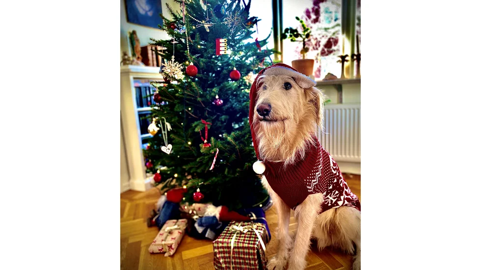 Hunden Nalle Puh bjuder på både charm och julstämning och tar hem förstapriset i tävlingen Gotlands charmigaste juledjur 2021.