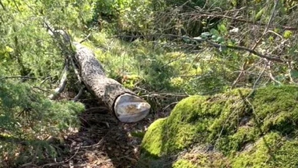 Enligt åtalet skuggade trädet den åtalade mannens hus. Med en fogsvans försökte han få ned trädet – men misslyckades.