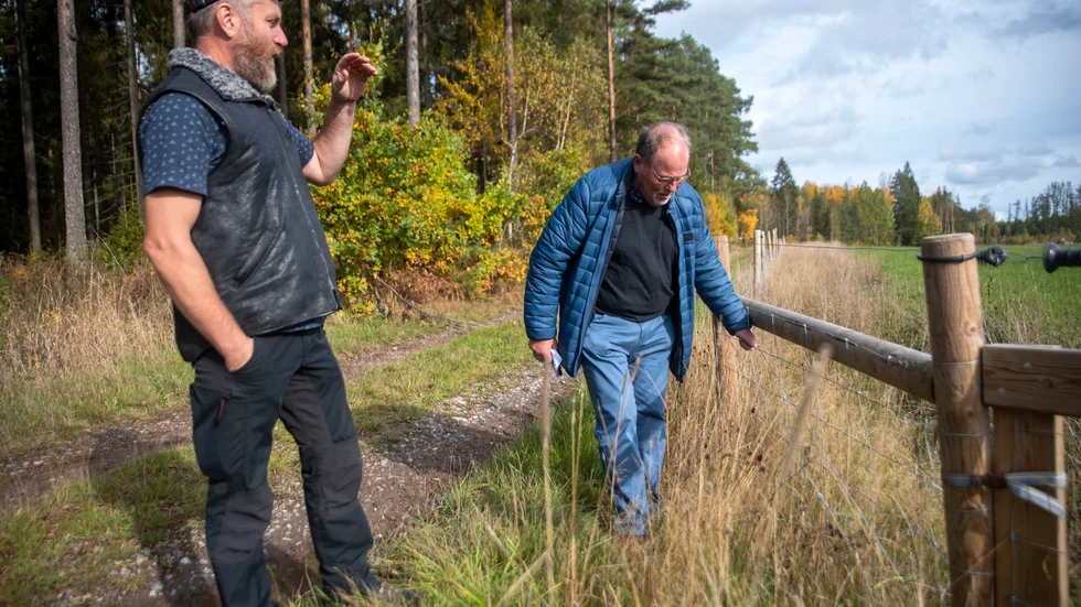 Jonas Karlsson, fårbonde i Hällestad, visar de rovdjursavvisande staketen för riksdagsman Johan Andersson (S). Jonas Karlsson beräknar att det kommer kosta hans företag 1,5 miljon kronor innan allting är klart.
