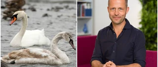Efter fågelinfluensans framfart: Nu hävs skyddsområden