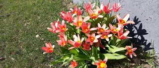 Läsarbild Anki Flygare blommor