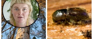Naturskyddsförening: Skogsavverkningen regelvidrig