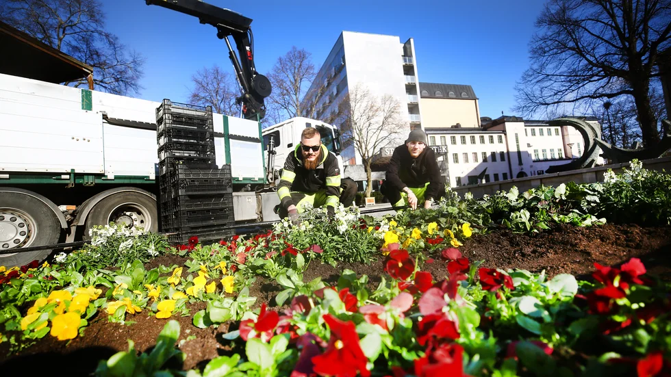 Pontus Höglund och Viktor Fredenklo på park- och naturavdelning ytter på Eskilstuna kommun arbetade på tisdagsförmiddagen med att plantera ut vårblommor i rabatterna på Bibliotekstorget.