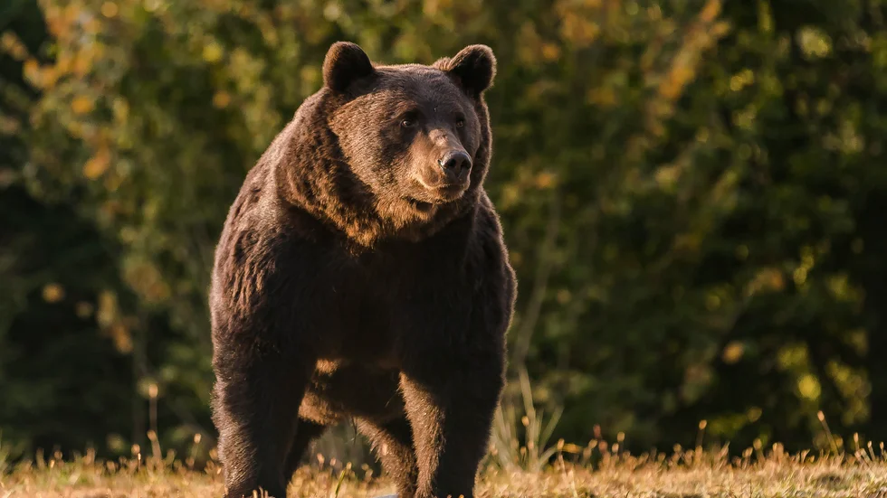 Brunbjörnen Arthur fångad på bild i länet Covasna 2019.