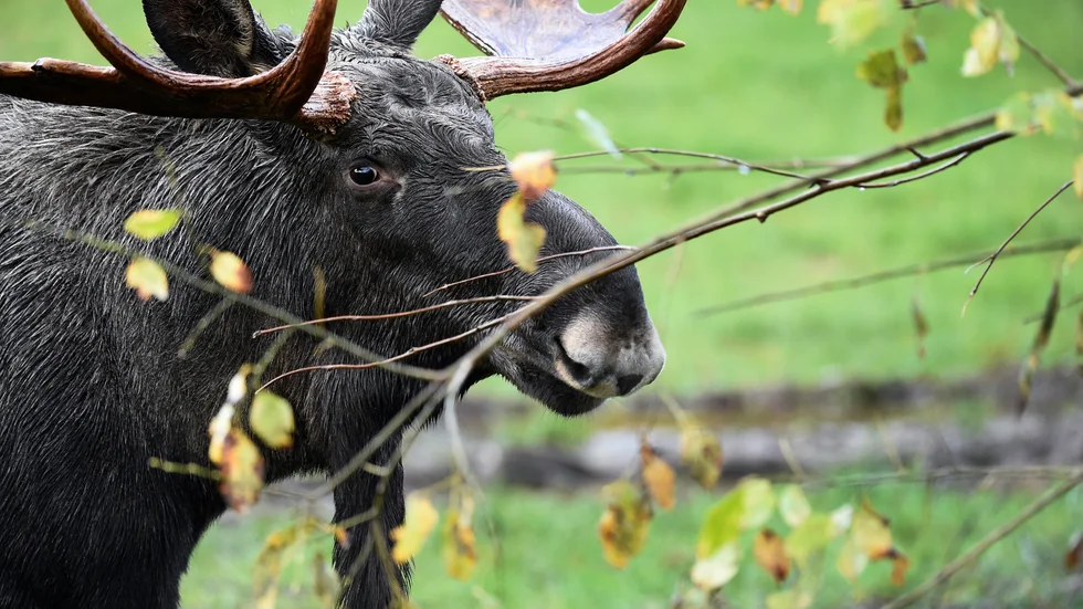 Bete av älg och dovhjort orsakar skogsbruket skador för en dryg miljard per år. Ska jakt på dessa djur öka, frågar sig artikelförfattarna.