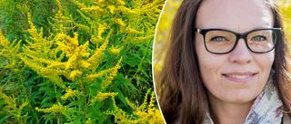 Invasiv växt invaderar stan – så blir du av med dem: "Jag ser dem överallt"
