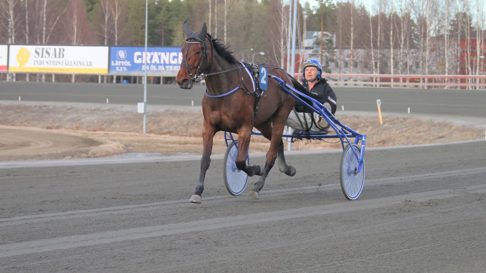 OK Nalan vann ett V64-lopp i Boden för en vecka sedan. Nu är det dags för ett lunchlopp i Skellefteå för den segerrike amatörtränade Vitsandshästen.