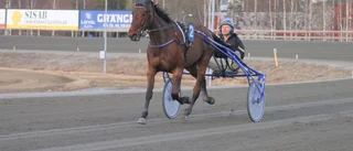 Piteåhästar i comeback när OK Nalan jagar femte raka 