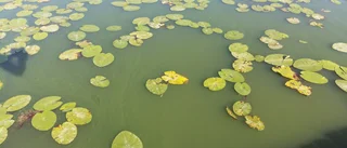 Algblomningen har startat i länets sjöar