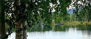 Läsarbilden: Fjällgäss på söndagsutflykt