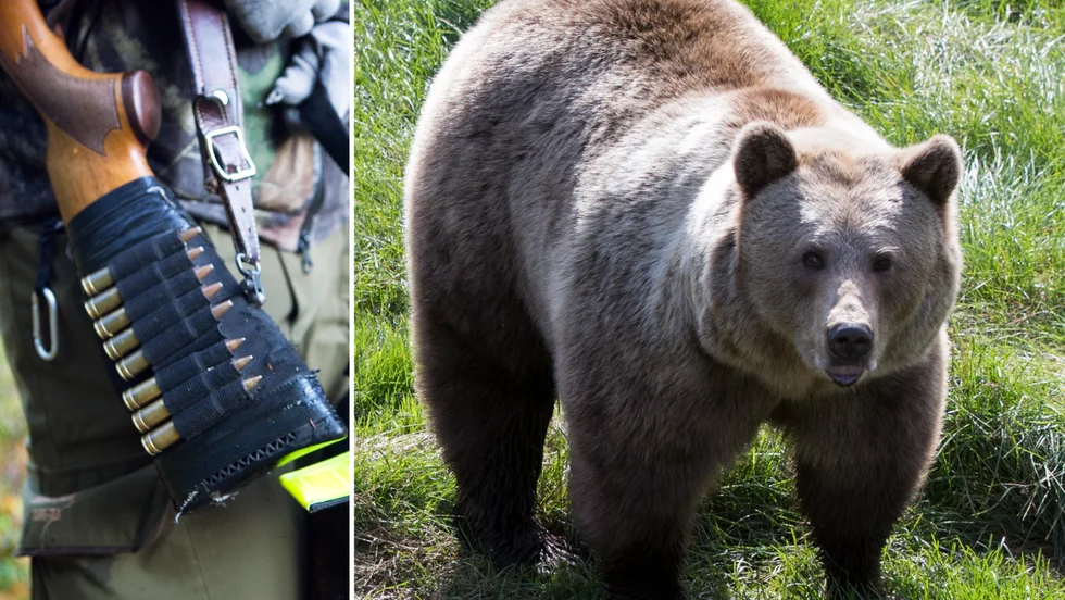 85 björnar får fällas i Västerbotten.