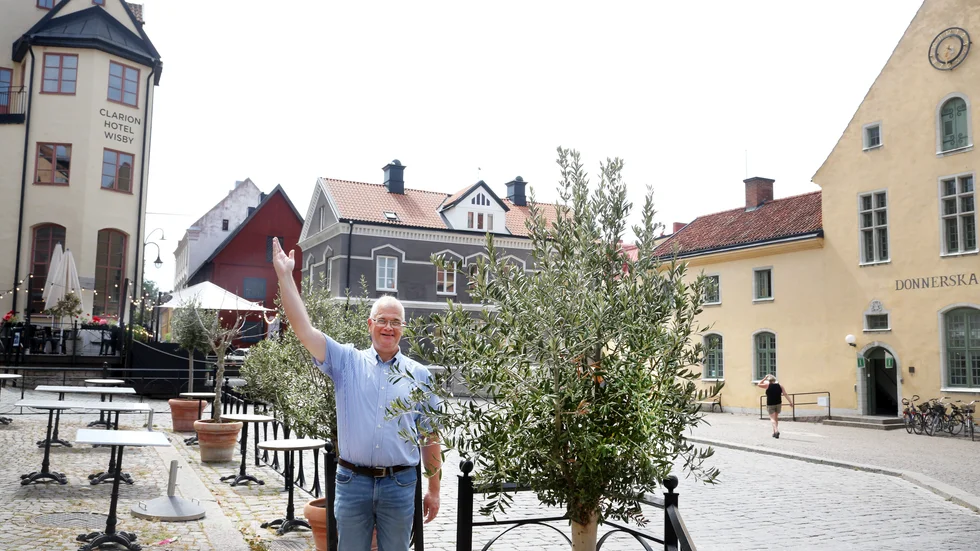 För en italienare är olivträdet symbol för trohet, ålderdom, men också fred. I Visby innerstad har olivträd blivit ett allt vanligare träds sommartid, något som väcker starka minnen hos Italiens konsul Diego Rossi.