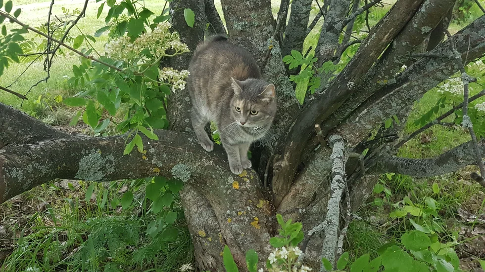 Katt på spaning!