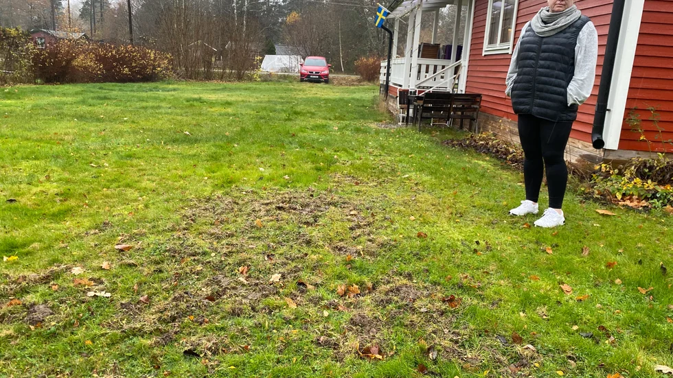 Vildsvinen har bökat upp Heidi Ecksteins tomt ända sedan augusti.