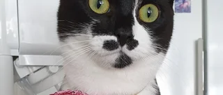 Som katt och hund? Nej, som katt och fluga!