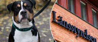 Hundägare anmäls för att ha sparkat hund i huvudet