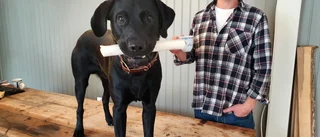 Hundfrukost och minispa – nytt koncept i city