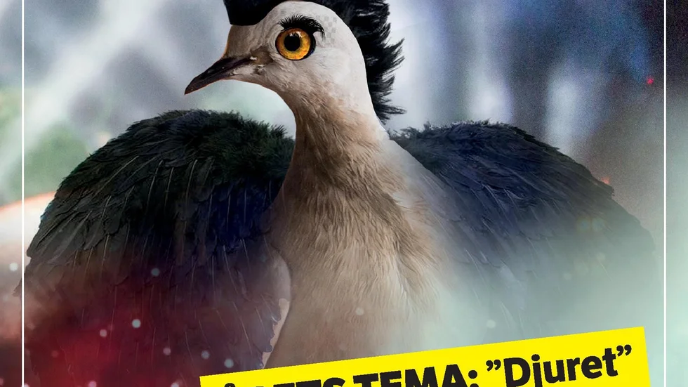 SN-novellen 2021 är avgjord. Vi publicerar vinnarnovellerna i de olika klasserna.