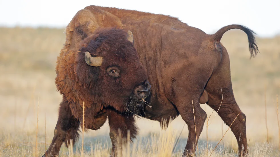 Intresset för att jaga bisonoxe är stort i USA. Arkivbild.