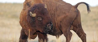Stort intresse för bisonjakt i Grand Canyon