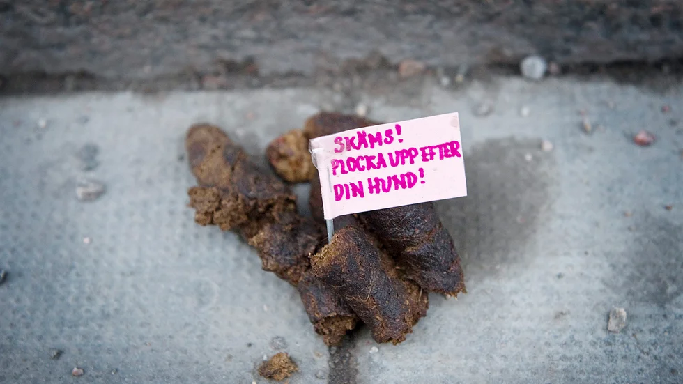 Skribenten uppmanar hundägarna att ta upp bajset efter sina hundar.