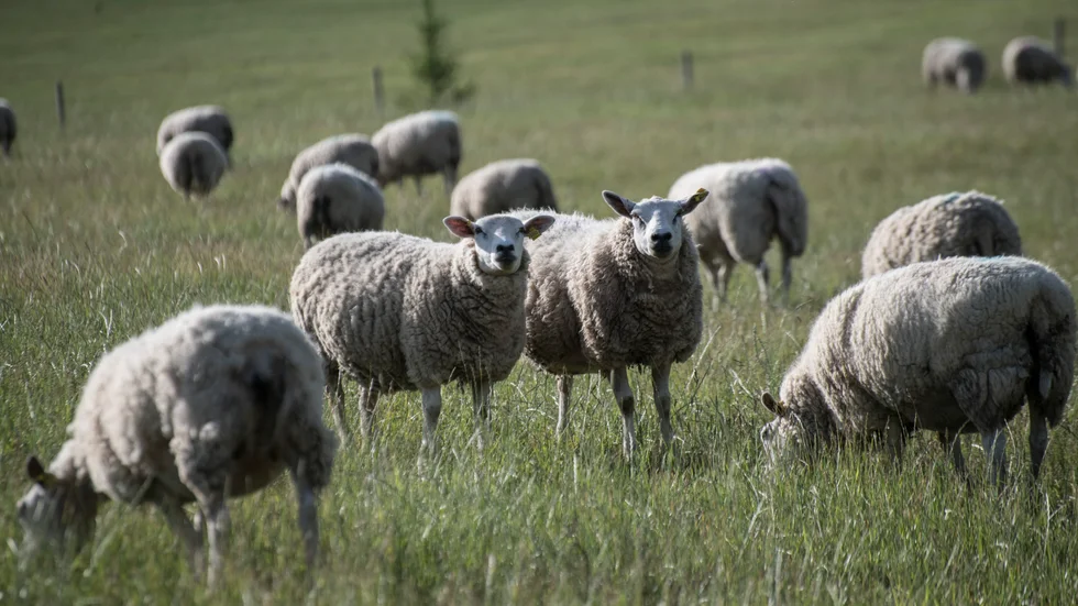 Ett 40-tal får och ett tiotal lamm utsattes för lidande på en gård i Boxholms kommun. (Bilden är tagen i ett annat sammanhang och föreställer inte de aktuella djuren.)