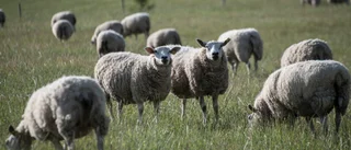 Fårägare lämnade djur smutsiga och i dåligt skick – saknade vatten och åt av snön • Döda djur hittades på gården