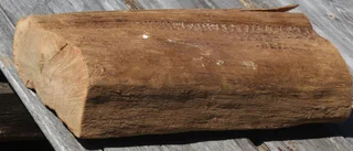 Förhistoriskt fynd – ”krokodilrygg” visade sig vara 2 300 år gammal: ”Det såg jag direkt jag såg den”
