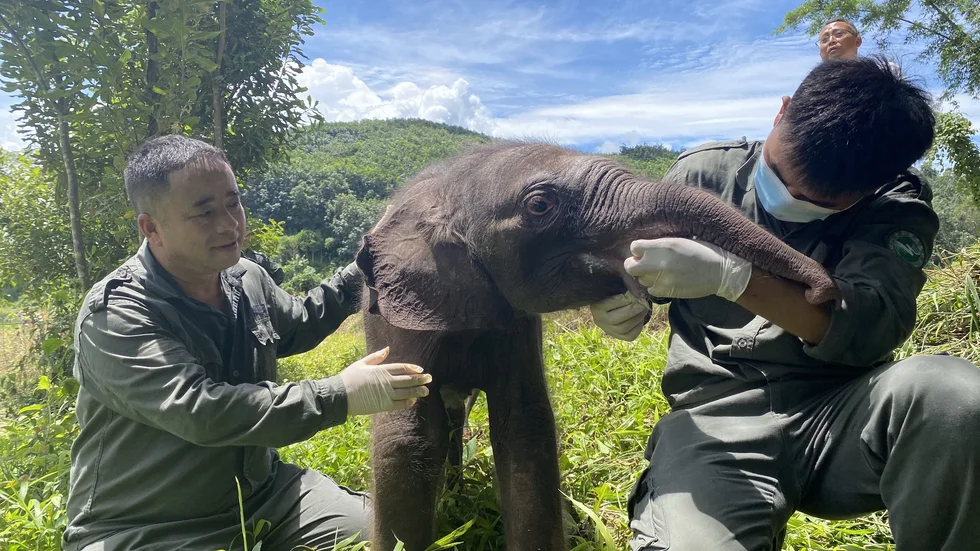 Den sjuka elefantungen matas av sina räddare i den kinesiska prefekturen Xishuangbanna.