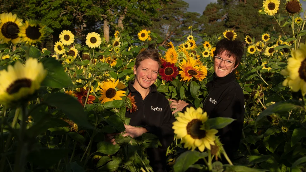 Erika Andersson, Karin Andersson, solrosor.