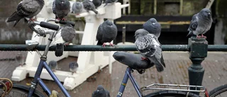 Gör något åt problemet med duvorna