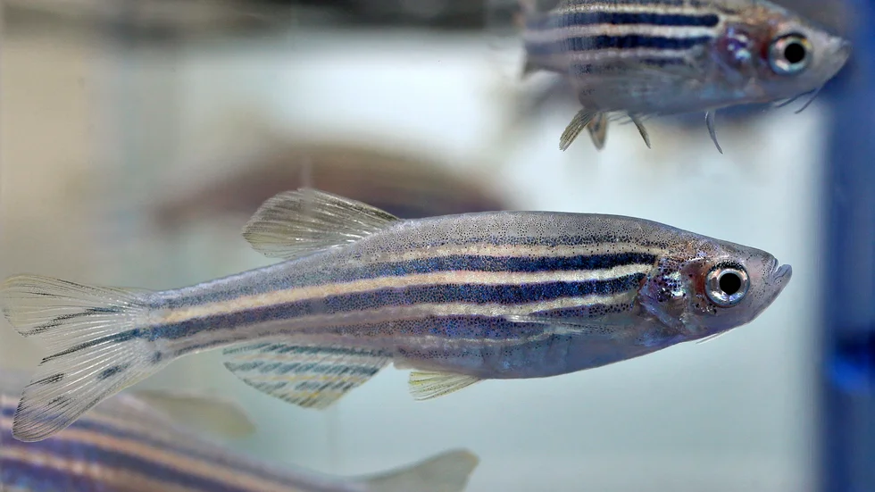 Kan vi lära av zebrafisken när vi ska ut i rymden? Arkivbild från USA.