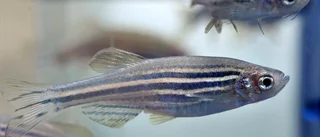 Hur reser vi skönt i rymden? Fråga zebrafisken