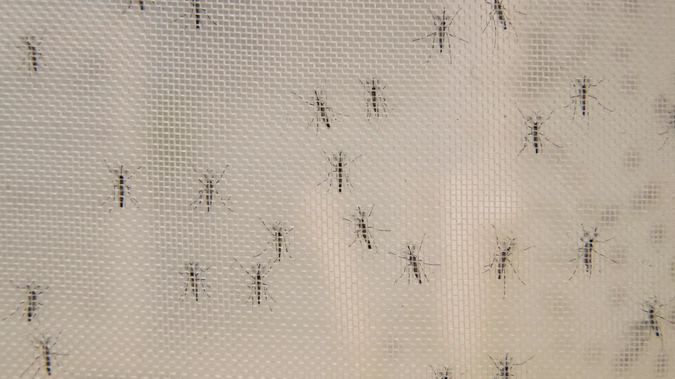 Myggor och andra insekter som fastnat på bilars registreringsskyltar ska räknas i Storbritannien. Arkivbild.