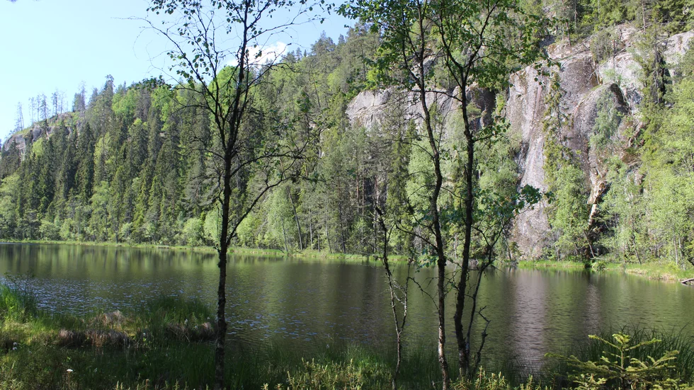 Östergötlands nya naturreservat består av tre skogsområden och ett vattendrag.