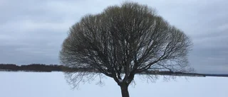 Läsarbilden                   