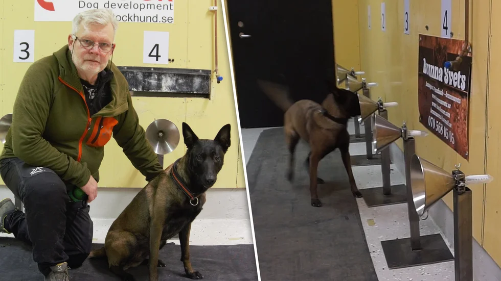 Michael Hedman tillsammans med specialsökhunden Skye, en Belgisk vallhund av varianten malinois.