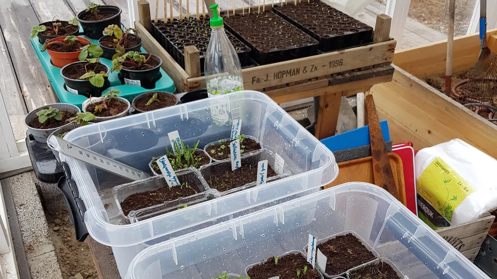 Många grönsaker och blommor går att så medan snön ligger kvar om man ger dem möjlighet att vakna och växa på sina egna villkor.