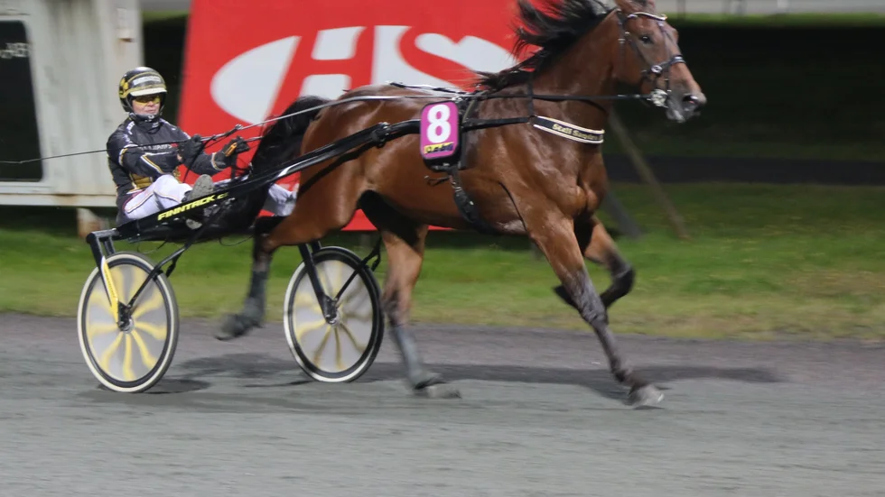 Sandra Eriksson hade vunnit tre raka med 3-årige Devils Tongue i Boden innan tredjeplatsen i Kriteriekvalet på Solvalla. Nu startar ekipaget som favoriter i V75-5 på Skellefteåtravet