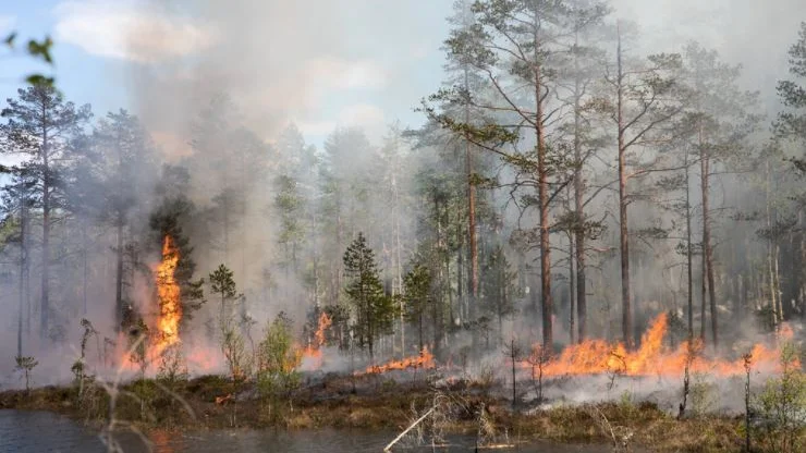 Under söndagen kommer länsstyrelsen att genomföra en naturvårdsbränning på en ö i Ydre kommun. (Bilden är tagen vid en tidigare naturvårdsbränning.) 