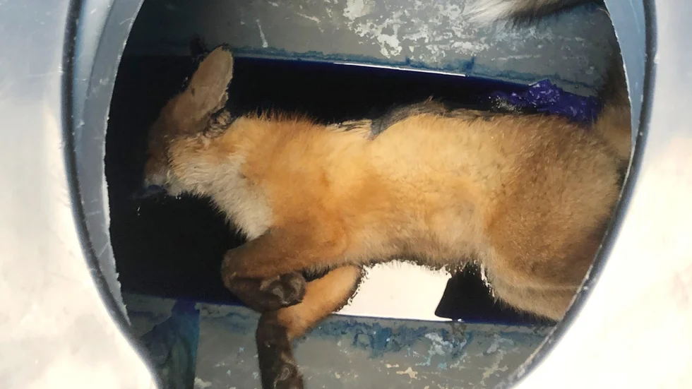 I toaletten vid badet i Ubblixbo i Månkarbo hittades den här döda räven. Enligt de personer från Månkarbo IF som tog hand om den handlade det om en trafikskadad ung räv.