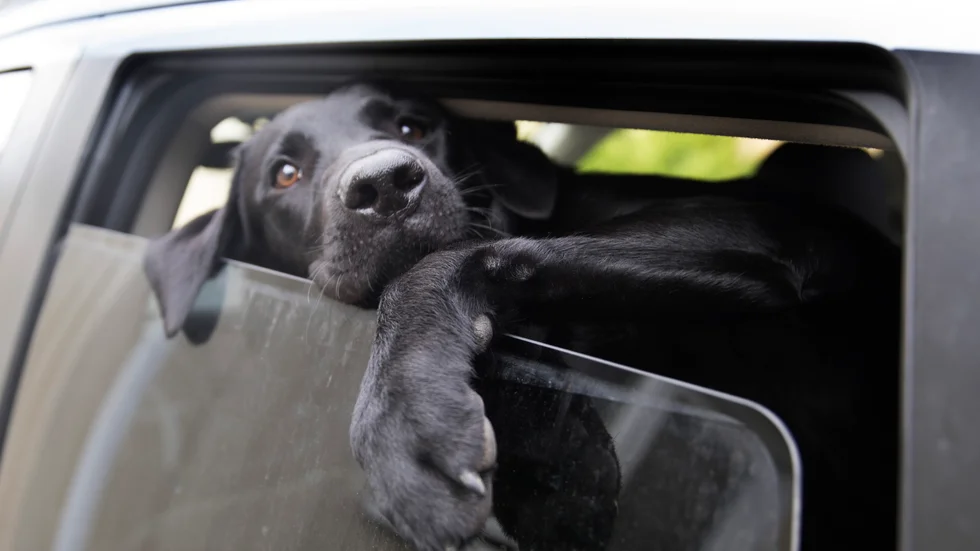 ”Att lämna en hund i en kokhet bil kan vara ett brott. Om hunden blivit lidande kan det handla om djurplågeri och leda till böter eller fängelse i högst två år”, uppger polisen. Bilden är en arkivbild och hunden har ingenting att göra med innehållet i artikeln.