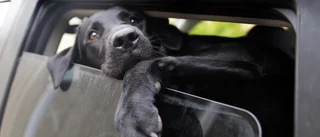 Hund instängd i varm bil – ”Då får du krossa rutan”
