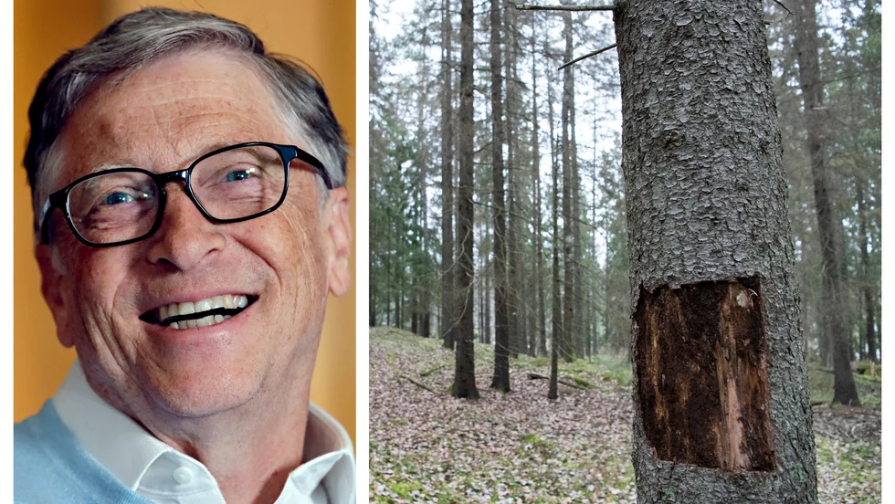 Bill Gates Microsoft går in med medel i Skogsstyrelsens och Combitechs AI-satsning för att upptäcka trädangrepp tidigare. På bilden ses ett träd som skadats av granbarkborrar. 
