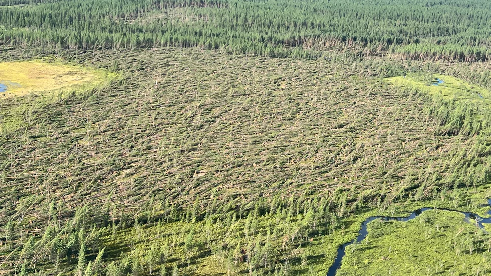 Stormfälld skog efter ovädret Hans framfart i Västerbotten för ett par veckor sedan.