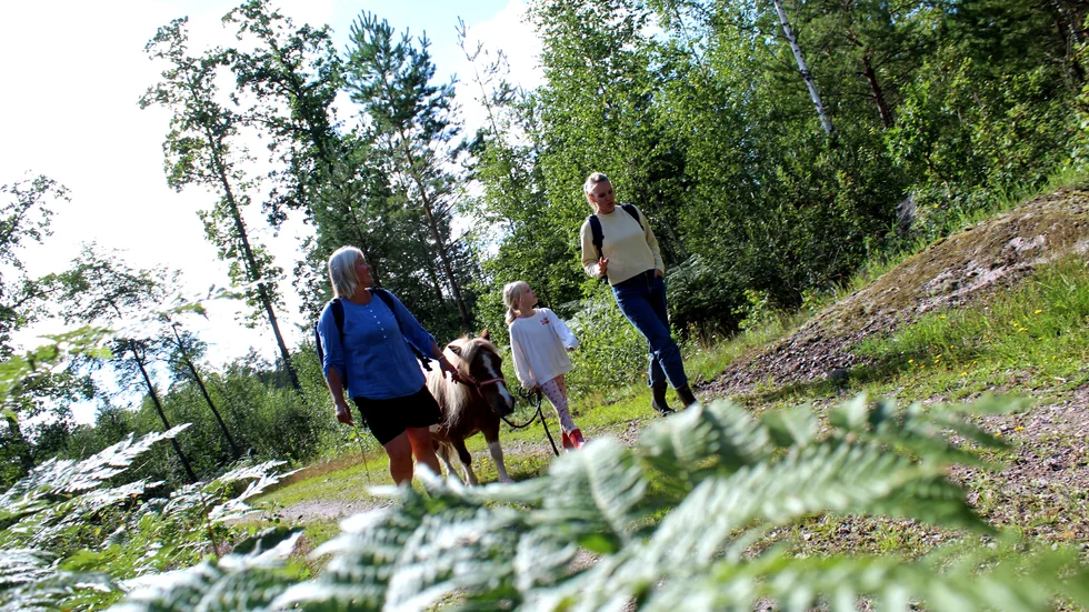 Till skogs. Besökarna från Nederländerna var begeistrade över den småländska skogen.