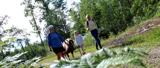 På hästpromenad i skogen