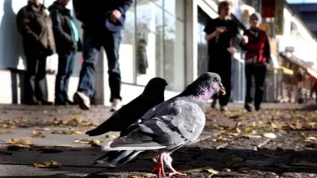Duvpest. Den dödliga sjukdomen kan smitta tamfåglar som exempelvis höns. De drabbas i sin tur av Newcastlesjukan. Sjukdomen är inte farlig för människor. Foto: Henrik Radhe